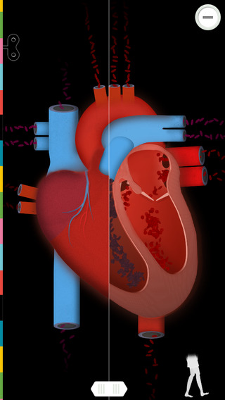 cocomag_The Human Body_02