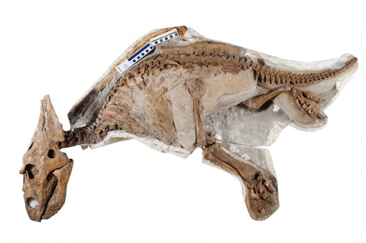 カスモサウルス実物化石(幼体):Photographed by John Ulan, © University of Alberta, Faculty of Science..jpg