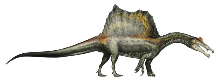 スピノサウルス復元画(全身):©Davide Bonadonna