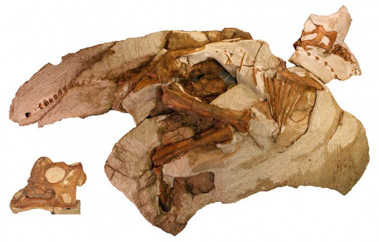 パラサウロロフス実物化石(幼体):© Raymond M. Alf Museum of Paleontology