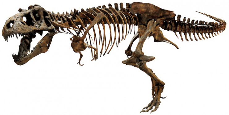 ティラノサウルス全身:Courtesy of The Royal Saskatchewan Museum
